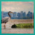 An image of a heron with the Vancouver landscape in the background